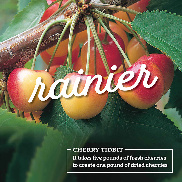 Fresh rainier cherries in an orchard