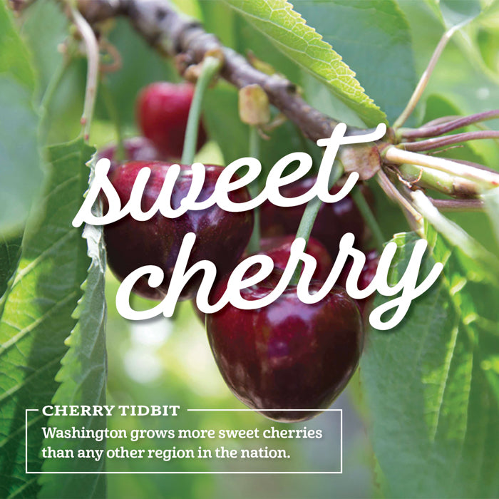fresh sweet cherries in an orchard