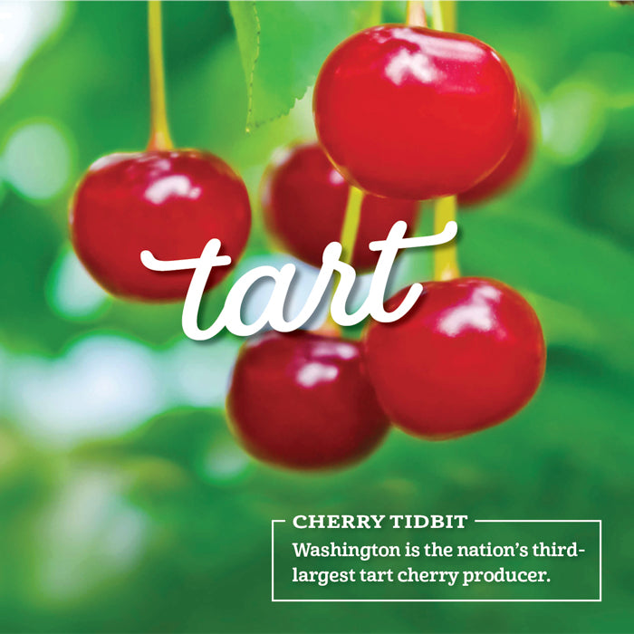 fresh tart cherries in an orchard