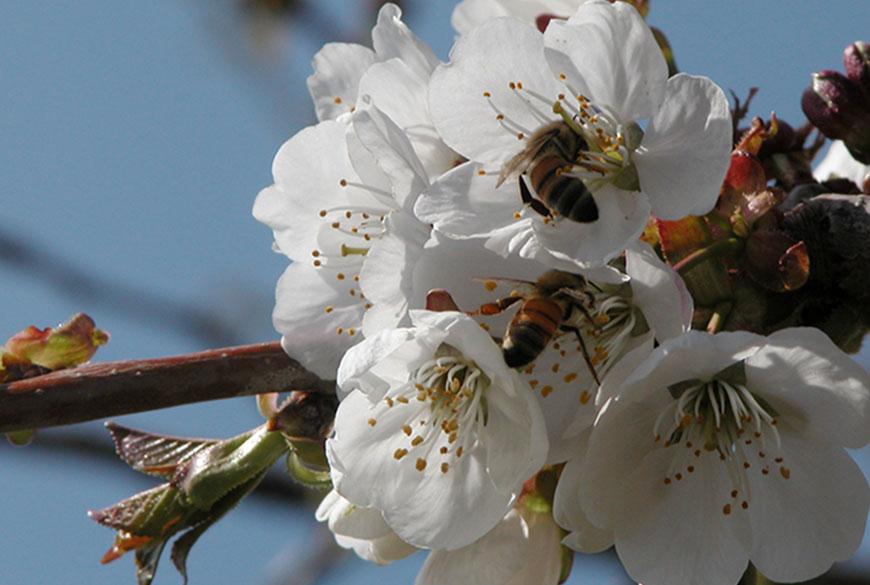 Honeybee Memories