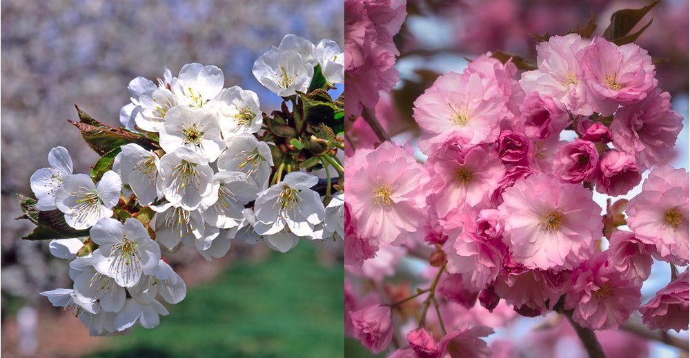 Cherry Fruit Trees vs. Cherry Blossom Trees: What's the Difference?