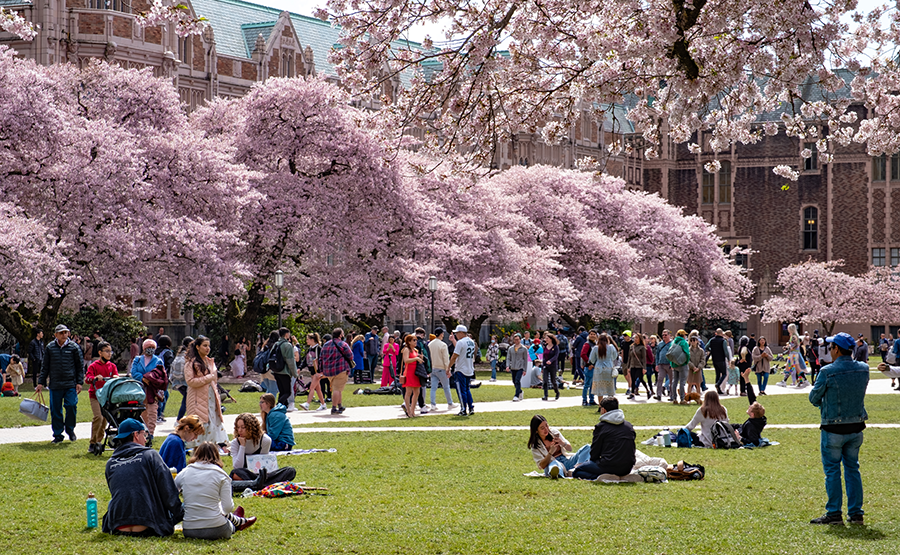 ‘Tis Cherry Blossom Time!