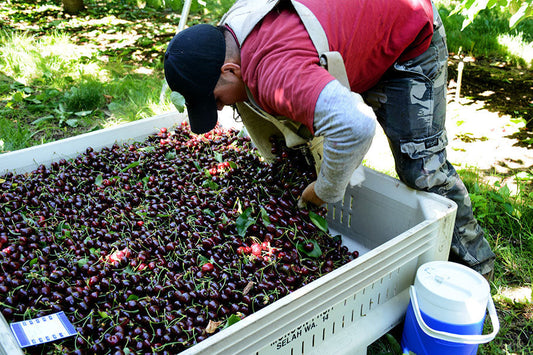 A Late But Plentiful Cherry Harvest in the Yakima Fruit Lands