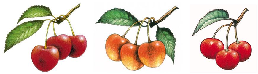 Chukar's Beloved Northwest Illustrator