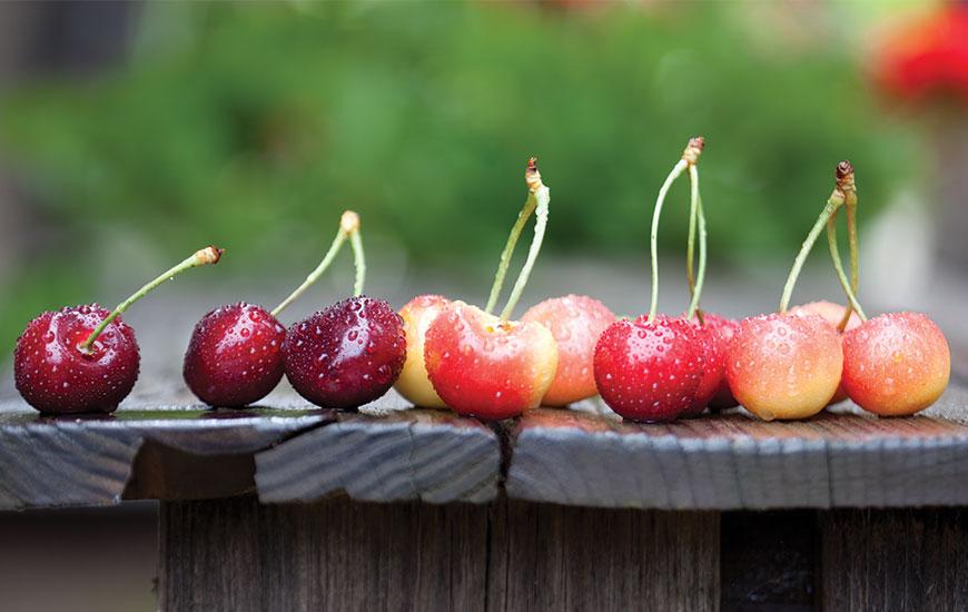 Cherry Joy