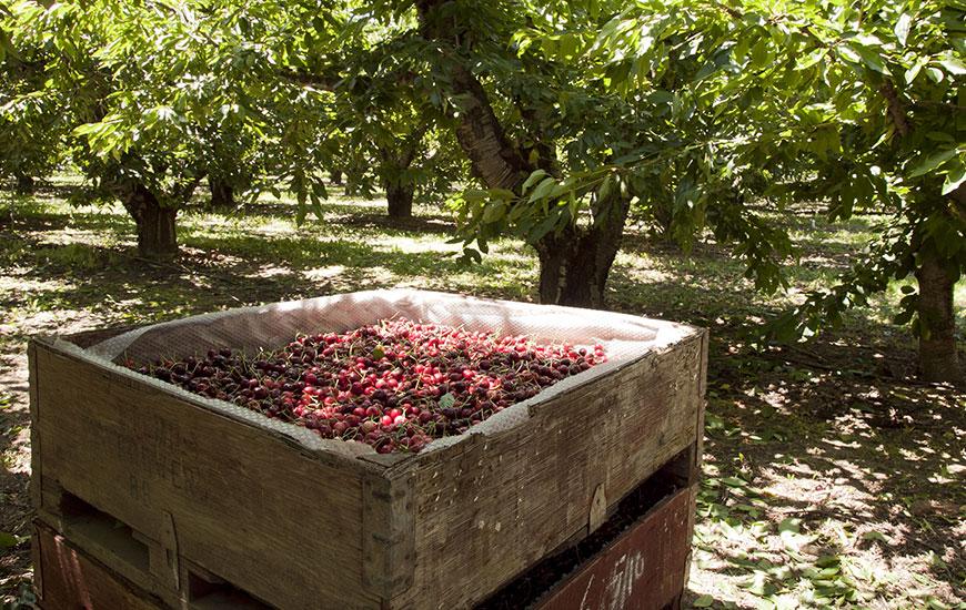 2020 Cherry Harvest