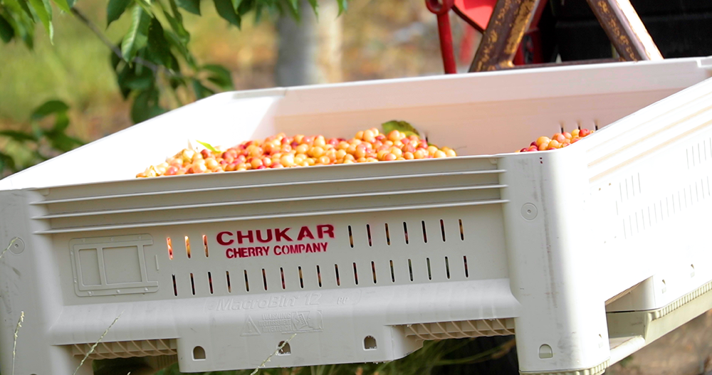 The 2023 Cherry Harvest Is Finally Here!