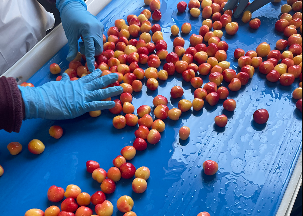 Zero Waste Fresh Cherry Line