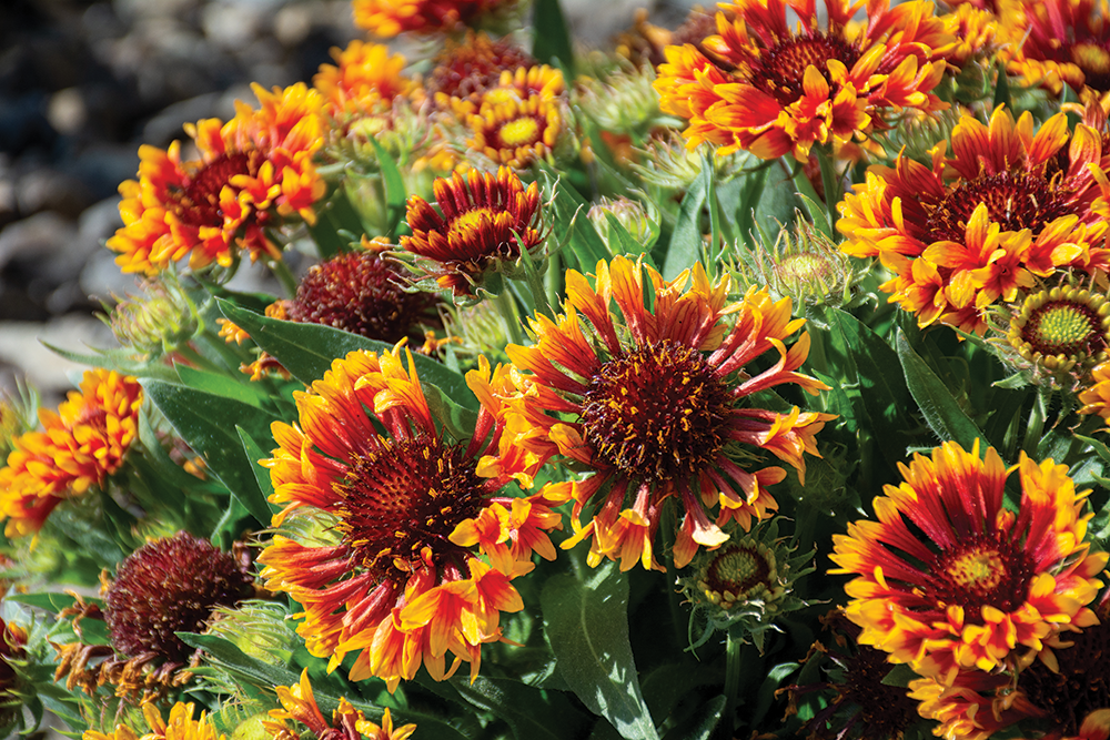 How to Create a Pollinator Friendly Garden in the Columbia River Basin