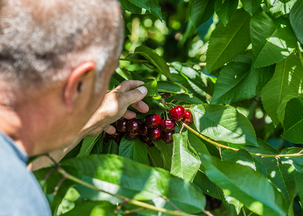 The 2023 Washington Cherry Harvest: A Year Like No Other
