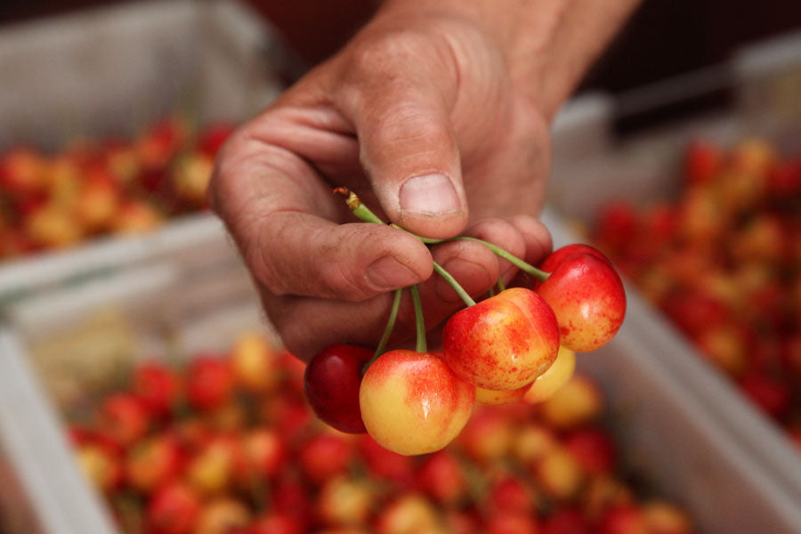 Meet the Rainier Cherry