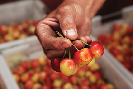 Rainier Cherries: Washington's Golden Gem