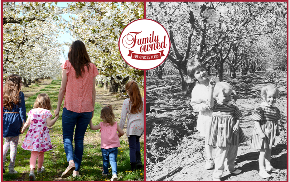 Cherry Blossom Memories