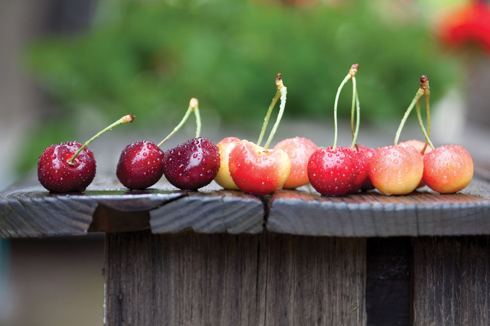 Tart Cherries vs. Sweet Cherries: Which Is Better for Your Health?