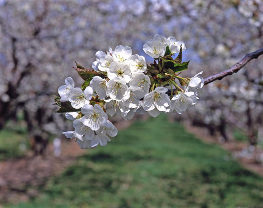 Late but Lovely—Cherry Blossom Season Graces the Pacific Northwest