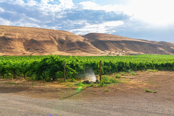 Washington Wine & Chukar Cherries
