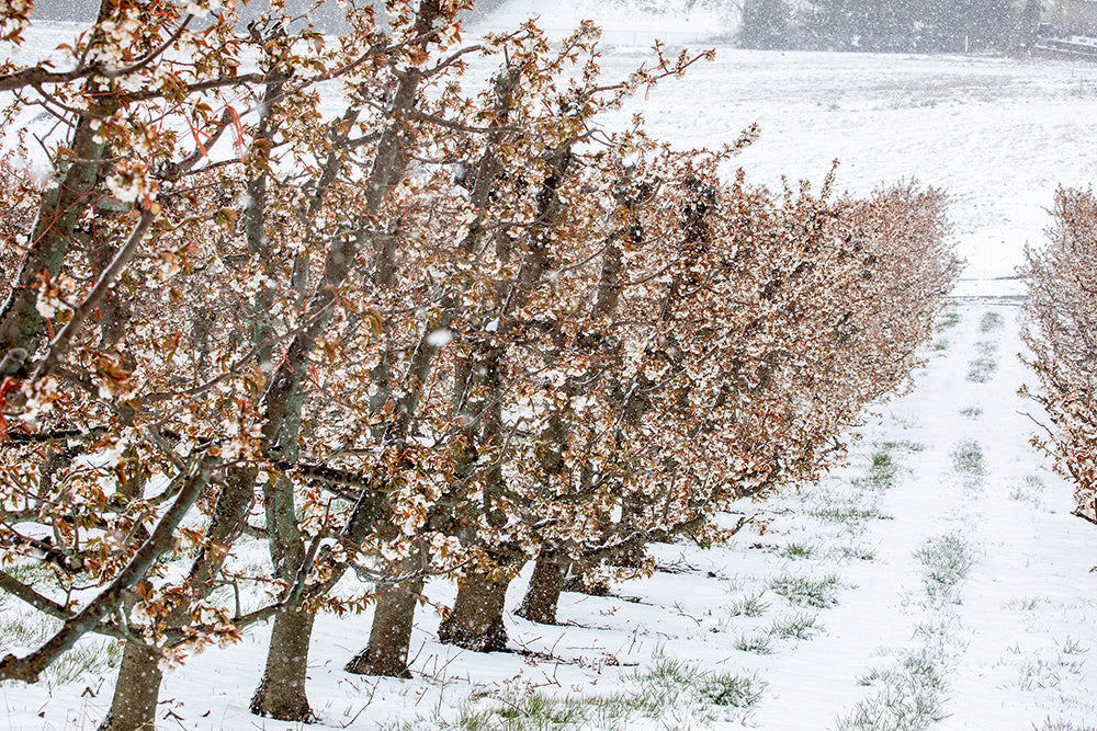 Cherry Orchard Time in the New Year