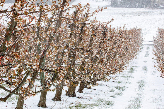 Cherry Orchard Time in the New Year