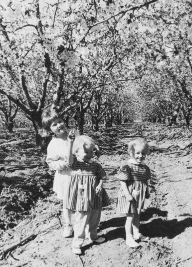 Three children standing in a blooming cherry orchard
