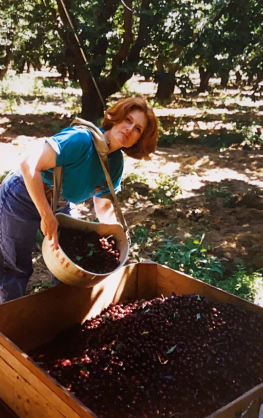 Pam picking cherries