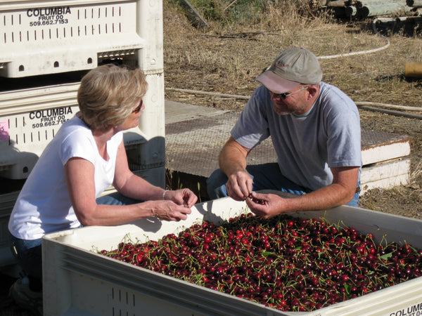 Pam and grower scott w sorting cherries