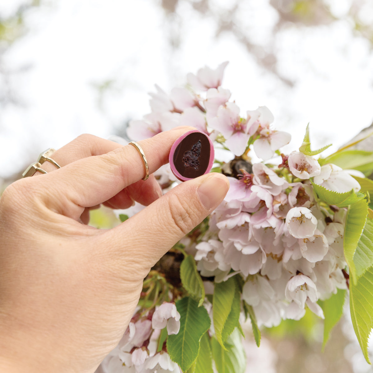 Cut white and dark chocolate cherry blossom being held in front of a cherry tree in bloom