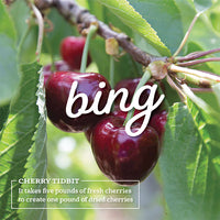 Fresh bing cherries in orchard