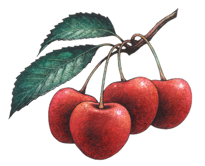 Cherries