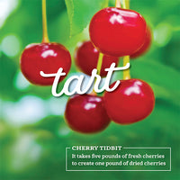 fresh tart cherries in an orchard